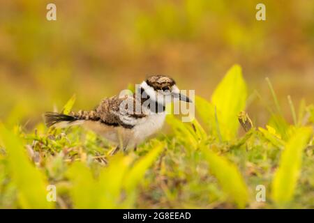 Killdeer chick, réserve naturelle nationale DeSoto, Iowa Banque D'Images