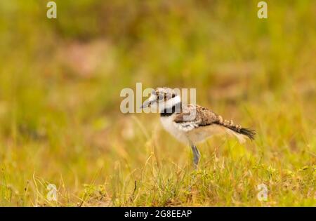 Killdeer chick, réserve naturelle nationale DeSoto, Iowa Banque D'Images