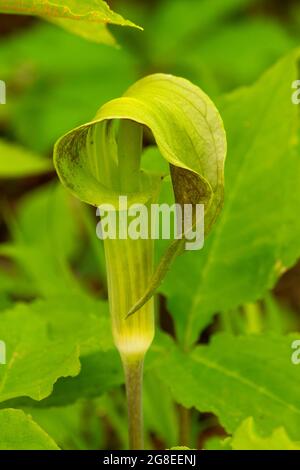 Jack in the Pulpit (Arisaema triphyllum) le long de Oak Savanna Trail, Neal Smith National Wildlife refuge, Iowa Banque D'Images