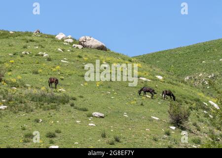 Trois chevaux se broutent sur une colline avec de l'herbe verte dans les montagnes. Contre le ciel bleu Banque D'Images