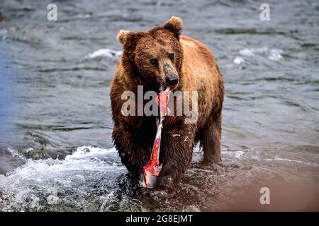 Alaska Brown Bear arrachant un saumon - Parc national de Katmai, Alaska, États-Unis Banque D'Images