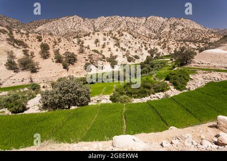 Champs de riz en terrasse à la branche supérieure de la vallée de Fahliyan, montagnes de Zagros, Gach Darvazeh, province de Fars, Iran, Perse, Asie occidentale, Asie Banque D'Images