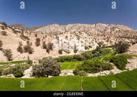 Champs de riz en terrasse à la branche supérieure de la vallée de Fahliyan, montagnes de Zagros, Gach Darvazeh, province de Fars, Iran, Perse, Asie occidentale, Asie Banque D'Images