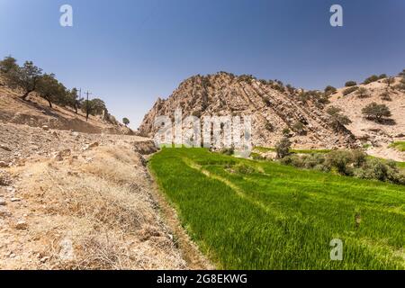 Champs de riz en terrasse à la branche supérieure de la vallée de Fahliyan, montagnes de Zagros, Gach Darvazeh, province de Fars, Iran, Perse, Asie occidentale, Asie Banque D'Images