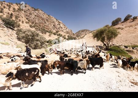 Berger à la branche supérieure de la vallée de Fahliyan, montagnes de Zagros, Gach Darvazeh, province de Fars, Iran, Perse, Asie occidentale, Asie Banque D'Images