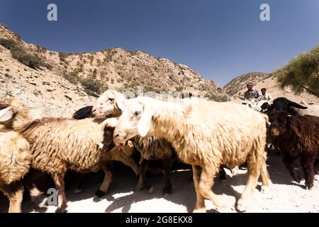 Berger à la branche supérieure de la vallée de Fahliyan, montagnes de Zagros, Gach Darvazeh, province de Fars, Iran, Perse, Asie occidentale, Asie Banque D'Images