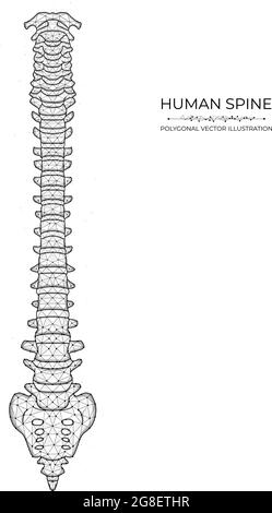 Schéma de la colonne vertébrale humaine poly bas art. vecteur polygonal illustration d'une colonne vertébrale humaine saine. Illustration de Vecteur