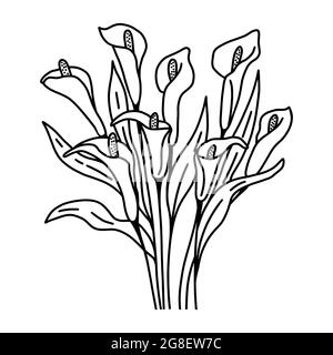 Calla fleurs bouquet ligne de contour dessin à la main, illustration vectorielle. Délicates belles bourgeons de nénuphars aux feuilles. Floral naturel botanique Illustration de Vecteur