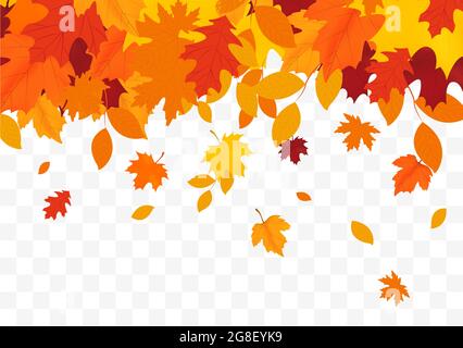 Automne chutes de feuilles isolées sur fond blanc. Arrière-plan d'automne avec feuilles d'érable doré et de chêne. Illustration de Vecteur
