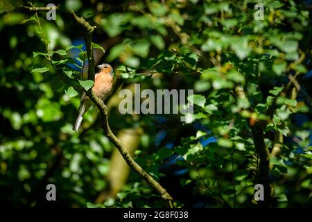 1 petit oiseau de jardin coloré (chaffin mâle) perché dans des branches d'arbre (tête grise, poitrine orange-rouge, bec, queue) - Yorkshire, Angleterre, ROYAUME-UNI. Banque D'Images