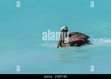 Pélican brun (Pelecanus occidentalis) nageant dans des eaux tropicales colorées, Bonaire, Antilles néerlandaises. Banque D'Images