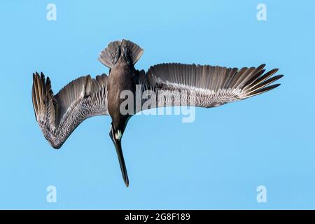 Pélican brun (Pelecanus occidentalis) plongée pour les poissons contre le ciel bleu, Bonaire, Antilles néerlandaises. Banque D'Images