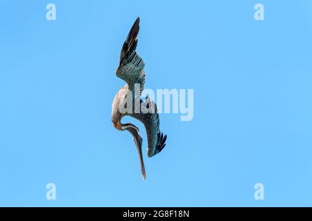 Pélican brun (Pelecanus occidentalis) plongée pour poissons contre ciel bleu, Bonaire, Antilles néerlandaises. Banque D'Images