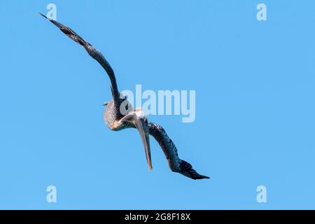 Pélican brun (Pelecanus occidentalis) à la recherche de poissons dans l'eau, contre le ciel bleu, Bonaire, Antilles néerlandaises. Banque D'Images