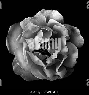 beaux-arts monochrome portrait botanique d'une rose Banque D'Images