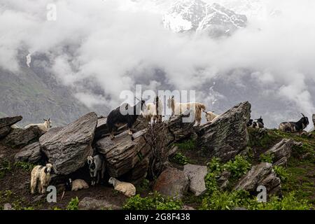 vue sur les montagnes vertes du himalyan et les moutons et les chèvres paître sur les champs. Banque D'Images