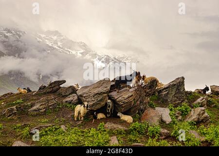 vue sur les montagnes vertes du himalyan et les moutons et les chèvres paître sur les champs. Banque D'Images