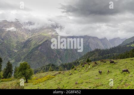 vue sur les montagnes vertes du himalyan et le pâturage des buffles sur les champs. Banque D'Images