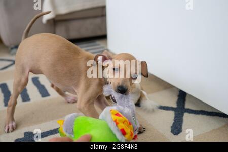 Adorable chiot Greyhound italien joue avec des jouets en peluche. Concept PET. Petit chien de chiot à la maison. Bonheur, joie, animal de compagnie Banque D'Images