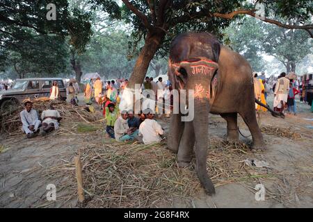 Les éléphants décorés sont exposés à la vente à Sonpur Fair, la plus grande foire de vente d'animaux d'Asie. La foire a plus de mille ans. Banque D'Images