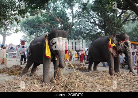 Les éléphants décorés sont exposés à la vente à Sonpur Fair, la plus grande foire de vente d'animaux d'Asie. La foire a plus de mille ans. Banque D'Images