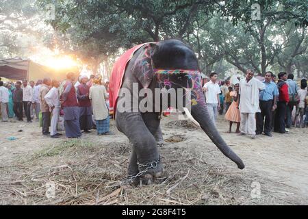 Les éléphants décorés sont exposés à la vente à Sonpur Fair, la plus grande foire de vente d'animaux d'Asie. La foire a plus de mille ans. Banque D'Images