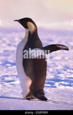 Manchot empereur adulte (Aptenodytes forsteri) sur la banquise, la baie d'Atka, la mer de Weddell, l'Antarctique Banque D'Images