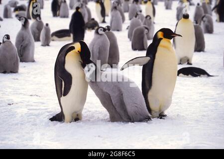 Le pingouin juvénile de l'empereur (Aptenodytes forsteri) est nourri dans la colonie près de la station antarctique britannique Haley, dans la baie d'Atka, dans la mer de Weddell, en Antarctique Banque D'Images