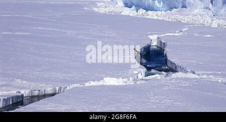 Manchot empereur sautant hors de l'eau, plateau de glace de Riiser-Larsen, côte de la Reine Maud Land, mer de Weddell, Antarctique Banque D'Images