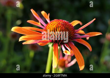 Gros plan d'une fleur d'échinacée lumineuse et colorée, la passion orange, lors d'une soirée d'été dans le jardin Banque D'Images