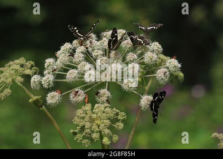 Araschnia levana, carte des papillons. Angelica sylvestris, Wild Angelica, Woodland Angelica. Papillons sur fleur. Beaucoup de papillons sur la fleur. Banque D'Images