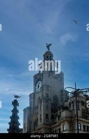 Deux goélands argentés vivants et une statue mystique d'oiseau de foie, Bertie, sur une tour d'horloge du Royal Liver Building à Pier Head à Liverpool Banque D'Images