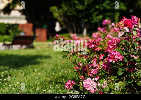 Rosier sur le parc vert de Nesebar, Bulgarie. Banque D'Images