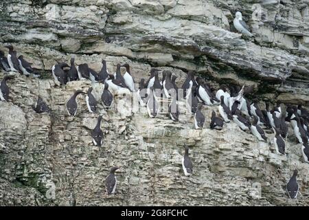 Guillemot, Uria aalge, colonie sur les falaises de Bempton, Yorkshire, R.-U., juillet 2021 Banque D'Images