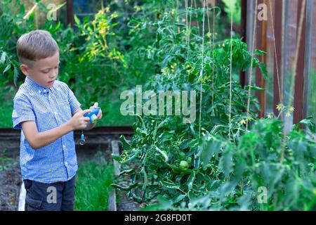 Un adorable garçon d'âge préscolaire avec une coupe nette de cheveux dans une chemise bleue prend des photos de plantes vertes dans une serre lors d'une chaude journée d'été. Mise au point sélective. PORTRA Banque D'Images