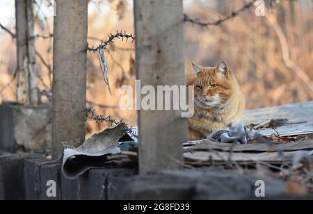 Chat au gingembre moelleux reposant à proximité de fils métalliques. Banque D'Images