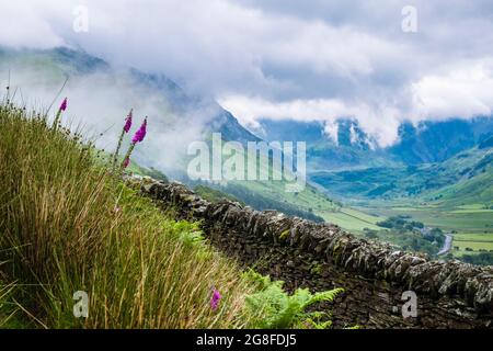Foxgloves et vue sur la vallée de Nant Ffranson jusqu'aux montagnes couvertes de nuages du parc national de Snowdonia en été. Ogwen Gwynedd Nord du pays de Galles Royaume-Uni Banque D'Images