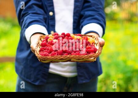 Les mains des femmes tiennent soigneusement un panier avec des framboises parfumées fraîches sur un fond de feuillage vert. Mise au point sélective. Gros plan Banque D'Images