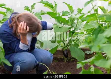 Une jeune femme paysanne en chemise bleue récolte des aubergines en serre par une chaude journée d'été. Mise au point sélective. Gros plan Banque D'Images