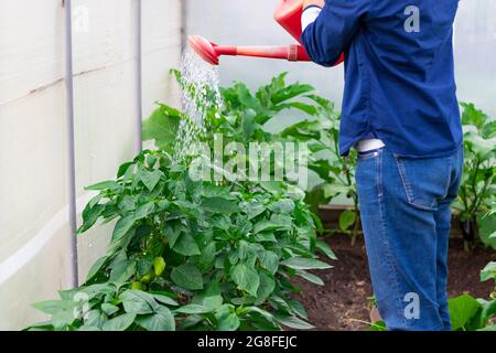 Une femme dans une chemise bleue verse un arrosoir sur les plantes en serre lors d'une chaude journée d'été. Mise au point sélective. Gros plan Banque D'Images