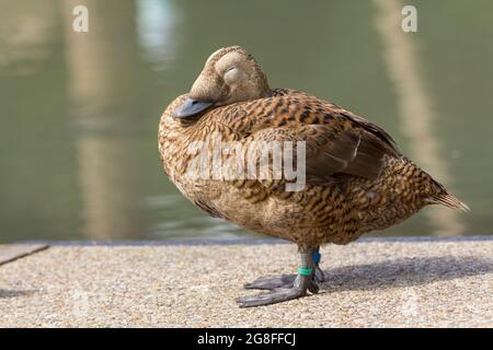 Femelle de canard d'eider (Somateria fischeri) captive canard de mer brun barré plumage bleu gris pattes et pieds de lit. Zone pâle autour des yeux Banque D'Images