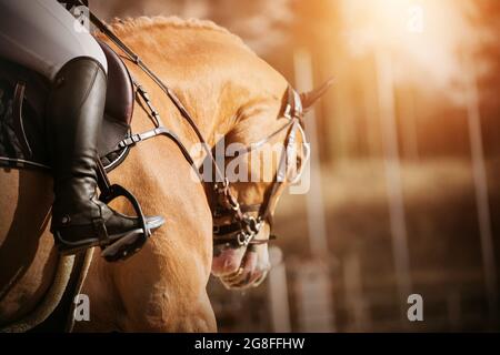 Portrait d'un beau cheval de sorrel avec une bride sur son museau et un cavalier dans une selle en cuir, qui est illuminée par la lumière du soleil. Sports équestres. Banque D'Images