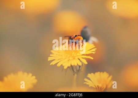 Un petit bourdon moelleux recueille le pollen et le nectar d'une fleur de pissenlit jaune vif lors d'un matin d'été léger et brumeux tôt. Nature et Banque D'Images