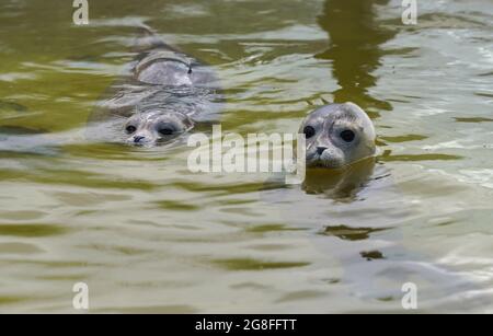 Friedrichskoog, Allemagne. 20 juillet 2021. Les hurleurs nagent dans une piscine au sanctuaire du phoque de Friedrichskoog. La station des phoques a libéré le premier hurleur de la saison. (À dpa 'le premier obusier de la saison a été libéré') Credit: Marcus Brandt/dpa/Alay Live News Banque D'Images