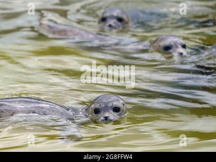 Friedrichskoog, Allemagne. 20 juillet 2021. Les hurleurs nagent dans une piscine au sanctuaire du phoque de Friedrichskoog. La station des phoques a libéré le premier hurleur de la saison. (À dpa 'le premier obusier de la saison a été libéré') Credit: Marcus Brandt/dpa/Alay Live News Banque D'Images