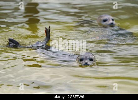 Friedrichskoog, Allemagne. 20 juillet 2021. Les hurleurs nagent dans une piscine au sanctuaire du phoque de Friedrichskoog. La station des phoques a libéré le premier hurleur de la saison. (À dpa 'le premier obusier de la saison a été libéré') Credit: Marcus Brandt/dpa/Alay Live News Banque D'Images