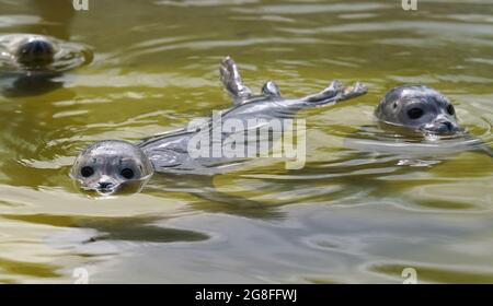 Friedrichskoog, Allemagne. 20 juillet 2021. Les hurleurs nagent dans une piscine au sanctuaire du phoque de Friedrichskoog. La station des phoques a libéré le premier hurleur de la saison. (À dpa 'le premier obusier de la saison a été libéré') Credit: Marcus Brandt/dpa/Alay Live News Banque D'Images