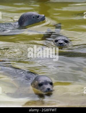 Friedrichskoog, Allemagne. 20 juillet 2021. Les hurleurs nagent dans une piscine au sanctuaire du phoque de Friedrichskoog. La station des phoques a libéré le premier hurleur de la saison. (À dpa 'le premier obusier de la saison a été libéré') Credit: Marcus Brandt/dpa/Alay Live News Banque D'Images