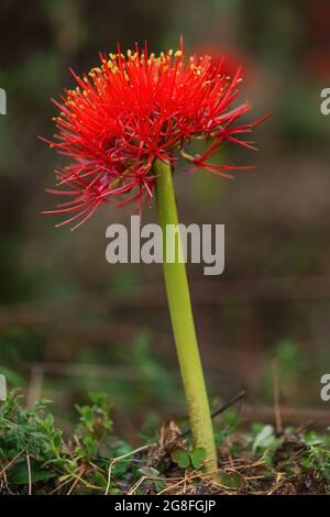 Lily Firesball - Scadoxus multiflorus, belle plante à fleurs rouges des forêts africaines, forêt de Harrena, montagnes de balles, Éthiopie. Banque D'Images