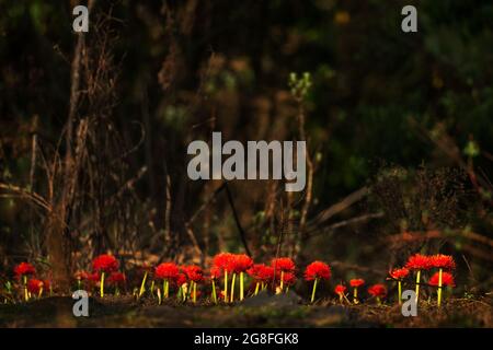 Lily Firesball - Scadoxus multiflorus, belle plante à fleurs rouges des forêts africaines, forêt de Harrena, montagnes de balles, Éthiopie. Banque D'Images